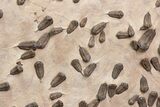 Foot Mortality Plate Of Sokhretia Trilobites - Massive Display! #164746-1